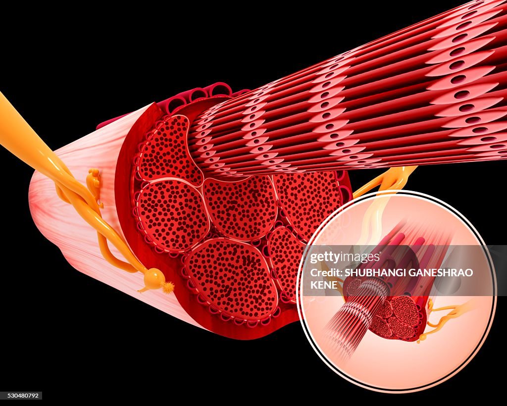 Human muscular structure, computer artwork.