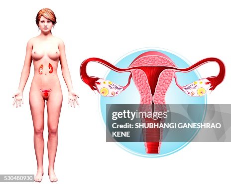 Female reproductive system, computer artwork. Female reproductive system, computer artwork.