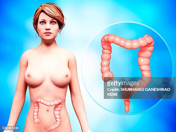 human digestive system, computer artwork. - appendix stock pictures, royalty-free photos & images