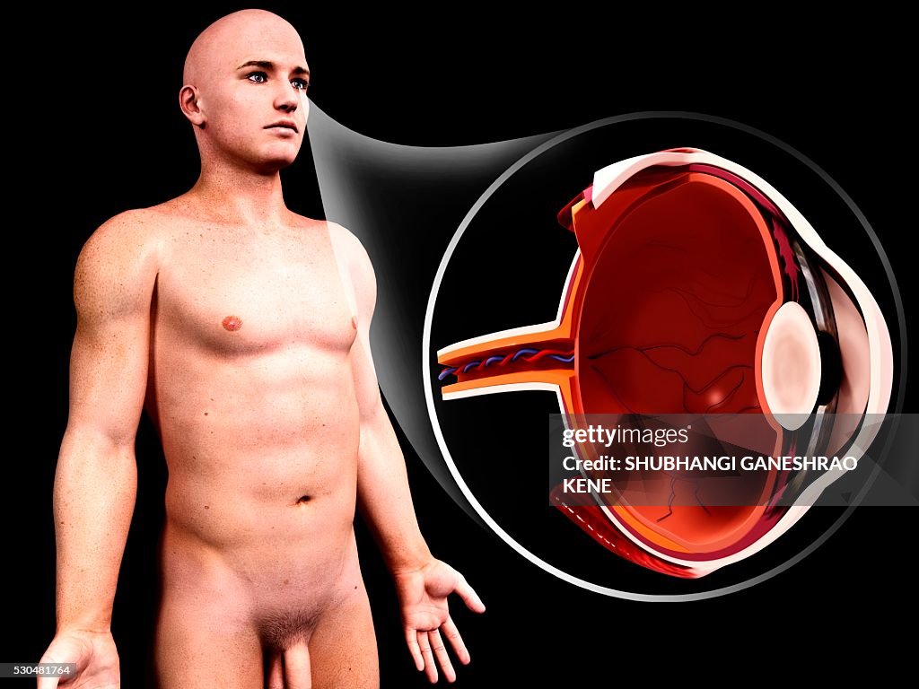 Human eye anatomy, computer artwork.