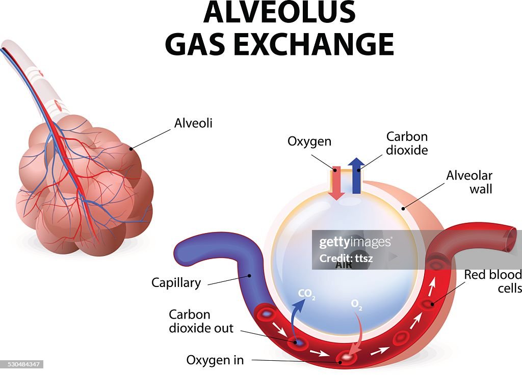 Alveolus. gas exchange