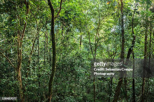 tropical rainforest - yasuni national park foto e immagini stock