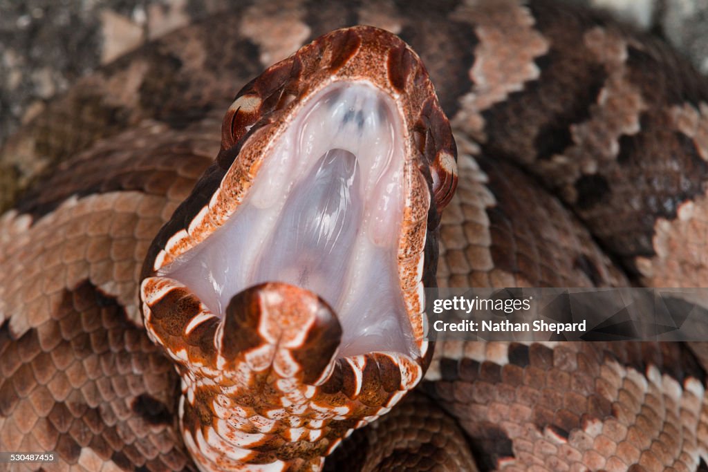 Cottonmouth (Agkistrodon piscivorus) gapping