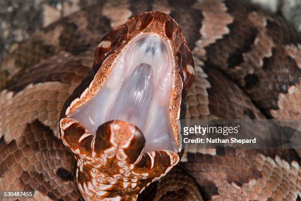 cottonmouth (agkistrodon piscivorus) gapping - cottonmouth snake stock pictures, royalty-free photos & images