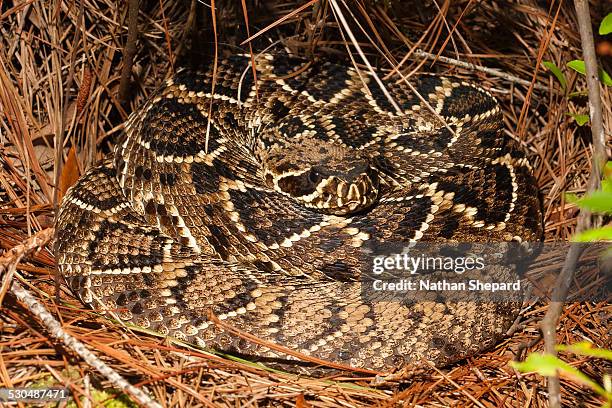 eastern diamondback rattlesnake - eastern diamondback rattlesnake fotografías e imágenes de stock