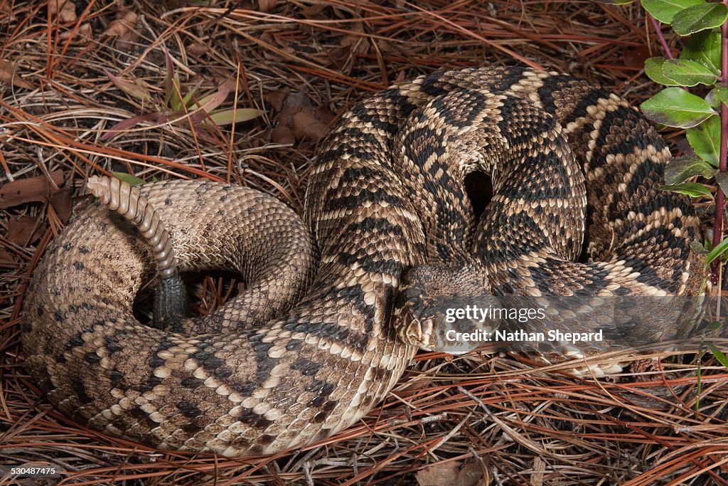 Eastern Diamondback Rattlesnake