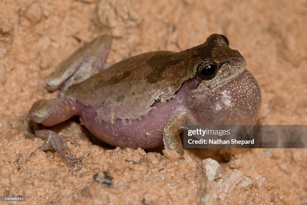 Pinewoods Treefrog