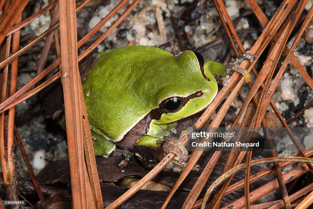 Pine Barrens Treefrog