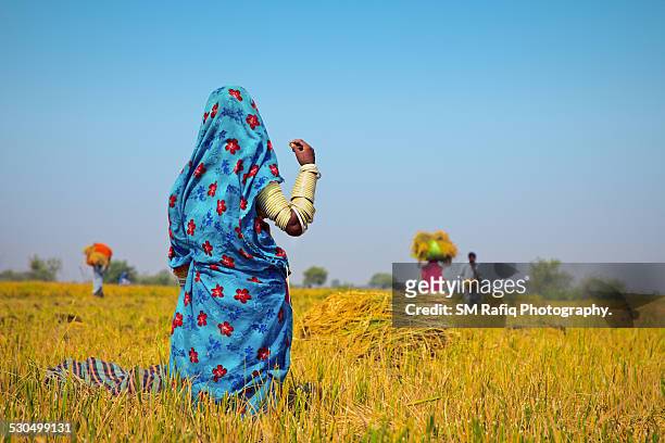 people are working in rice filed - pakistan women stock pictures, royalty-free photos & images