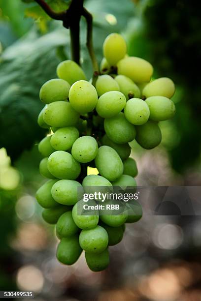 grapes - nashik stock pictures, royalty-free photos & images