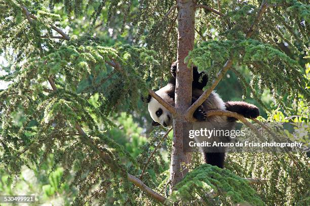 adorable giant panda cub playing in a tree - panda cubs stock pictures, royalty-free photos & images