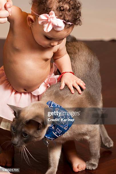 baby with cat - black siamese cat stock pictures, royalty-free photos & images