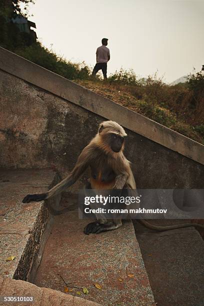 monkey sitting on steps - hairy indian men stock-fotos und bilder