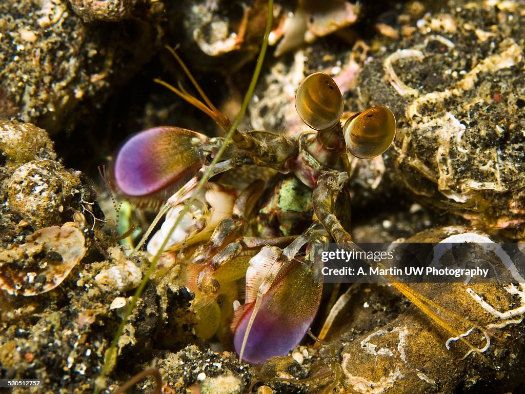 Mantis Shrimp High-Res Stock Photo - Getty Images