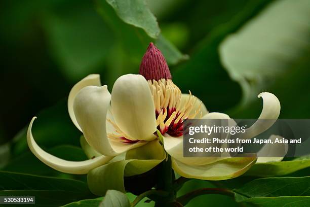 flower of magnolia obovata - magnolia obovata stock pictures, royalty-free photos & images