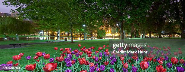 tulips in the boston public garden, boston public garden lagoon, boston, massachusetts, usa - boston public garden stock pictures, royalty-free photos & images