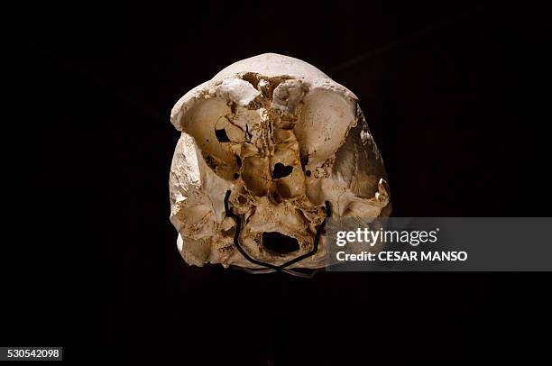 The craneum of an adult Homo heidelbergensis, an extinct species of the genus Homo, dubbed 'Skull 4' is displayed at the Museum of Human Evolution in...