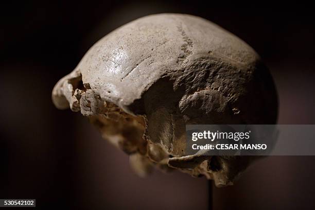 The craneum of an adult Homo heidelbergensis, an extinct species of the genus Homo, dubbed 'Skull 4' is displayed at the Museum of Human Evolution in...