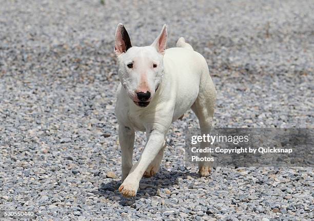 white mini bull terrier walking - bullterrier stock-fotos und bilder