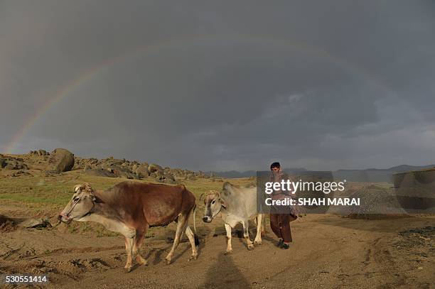 An Afghan man leads his cows as a rainbow forms in the background in Daykundi province on May 11, 2016. Nili, the capital of Daykundi, one of the...