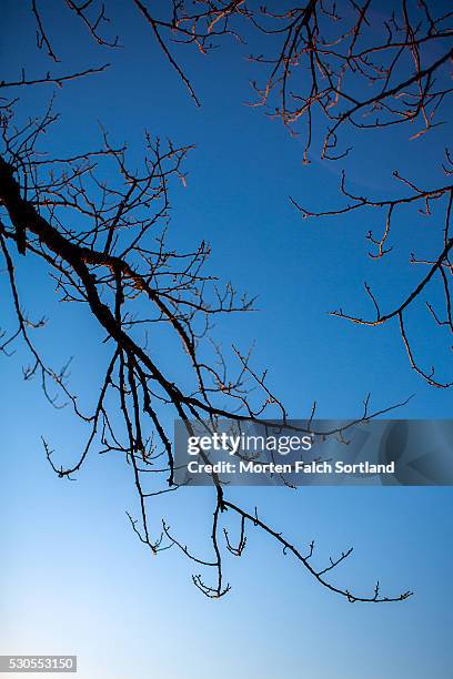 tree branches and blue sky - akershus festning stock pictures, royalty-free photos & images