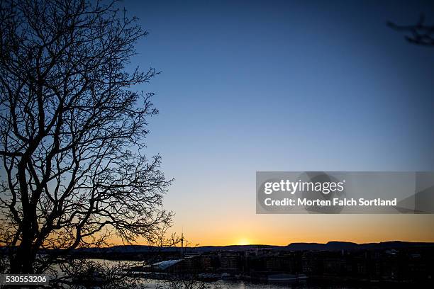 bare tree - akershus festning stock pictures, royalty-free photos & images