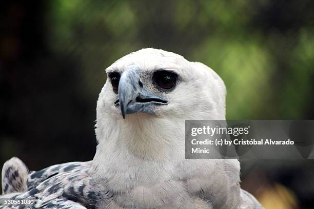 harpy eagle (harpia harpija) - harpy eagle stock-fotos und bilder