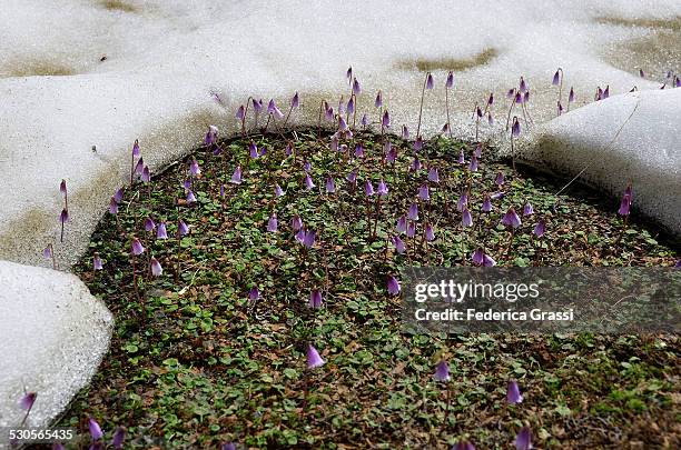 snowbell (soldanella alpina) and snow - soldanella stock pictures, royalty-free photos & images