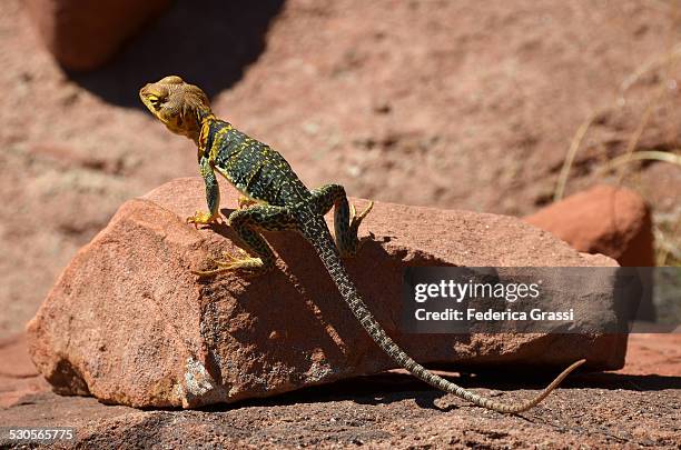 eastern collared lizard on sandstone rock - crotaphytidae stock pictures, royalty-free photos & images