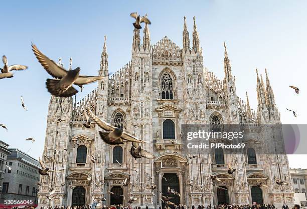 duomo of milan and pigeons - cathedral bildbanksfoton och bilder