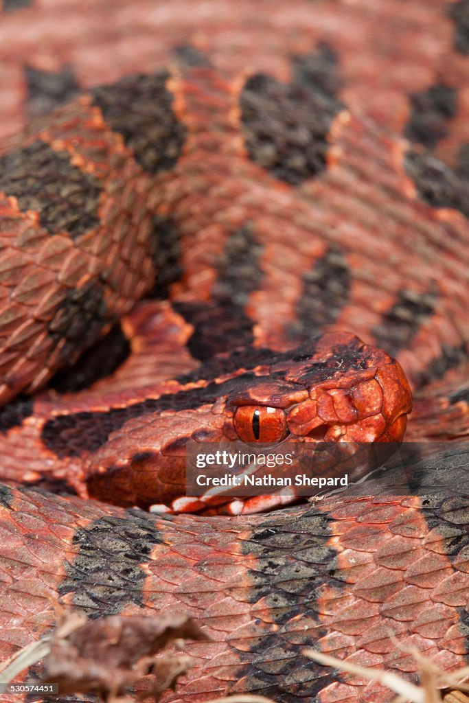 Sistrurus miliarius