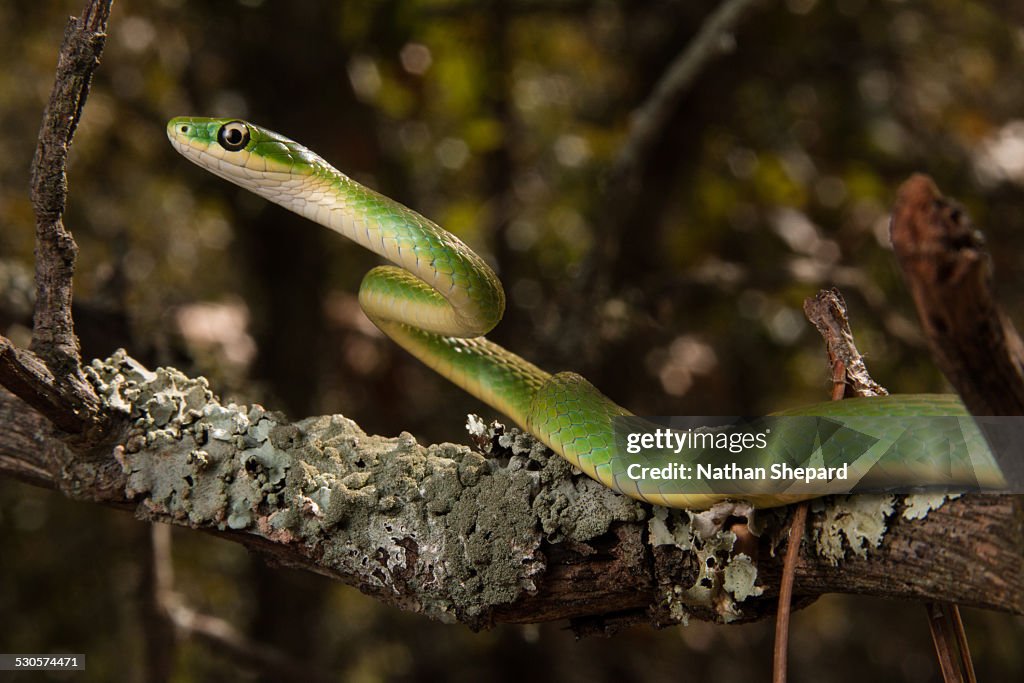 Rough Green Snake