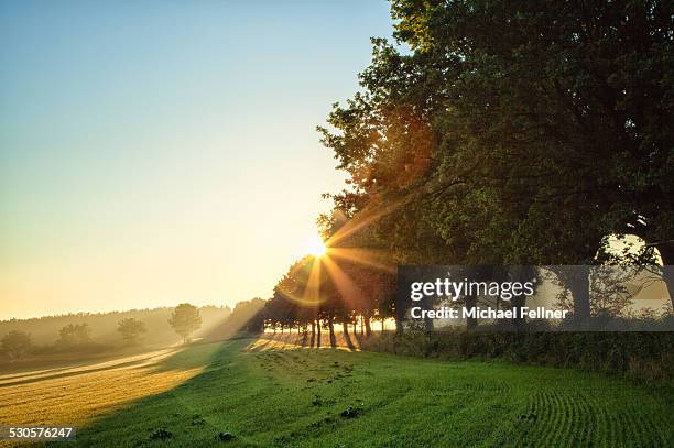 foggy morning mood in bavaria - boulevard stock-fotos und bilder