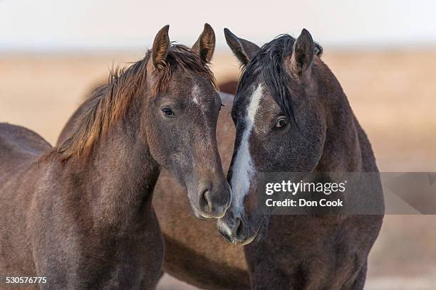 wild mustang horses in the west desert of utah - mustang stock pictures, royalty-free photos & images