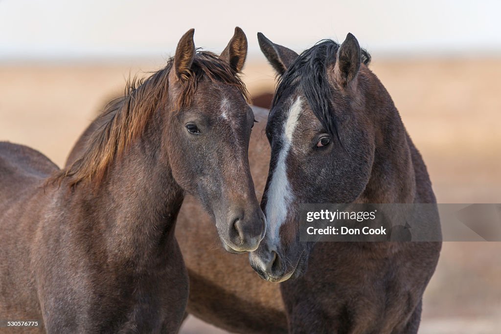 Wild Mustang Horses In The West Desert Of Utah