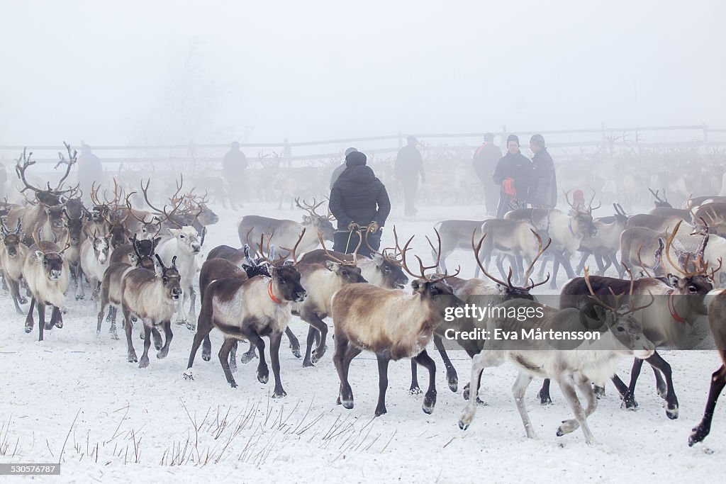 Reindeer gathering