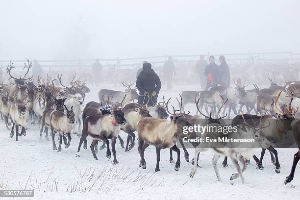 reindeer gathering - sami reindeer herder stock pictures, royalty-free photos & images
