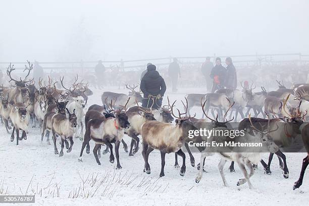 reindeer gathering - sami stock pictures, royalty-free photos & images