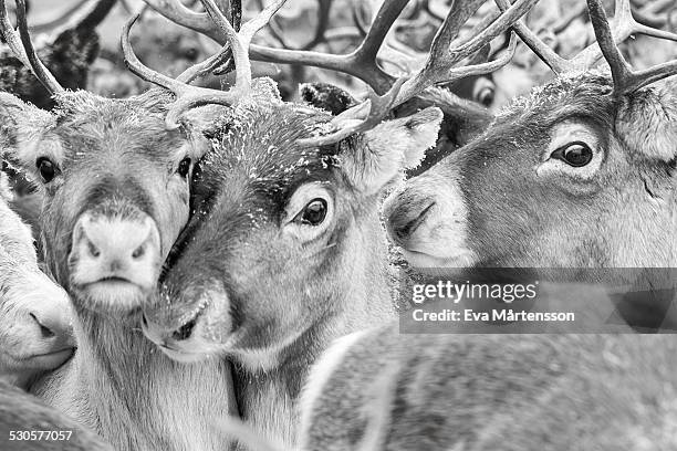reindeer - rentier stock-fotos und bilder