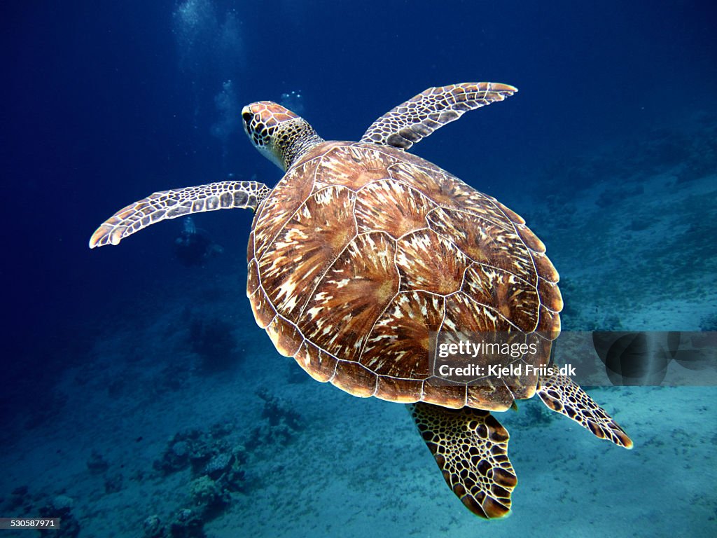 Swimming Sea Turtle with Beautiful Shell