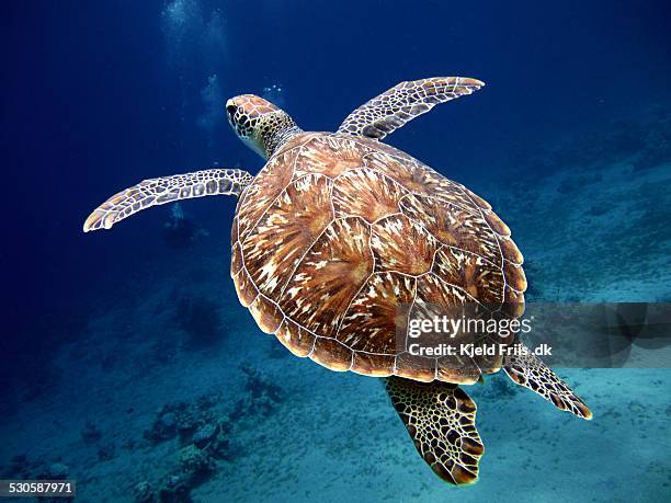 swimming sea turtle with beautiful shell - sea turtle stock pictures, royalty-free photos & images