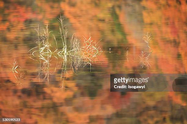 autumn reflection - isogawyi stockfoto's en -beelden