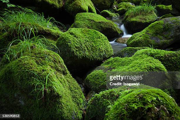 mossy stream - isogawyi stock pictures, royalty-free photos & images