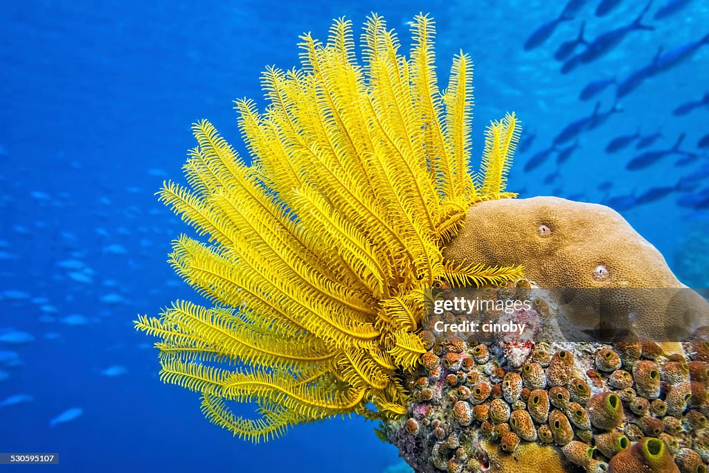 Gelbe Federstern (Haarstern)-Sea lily