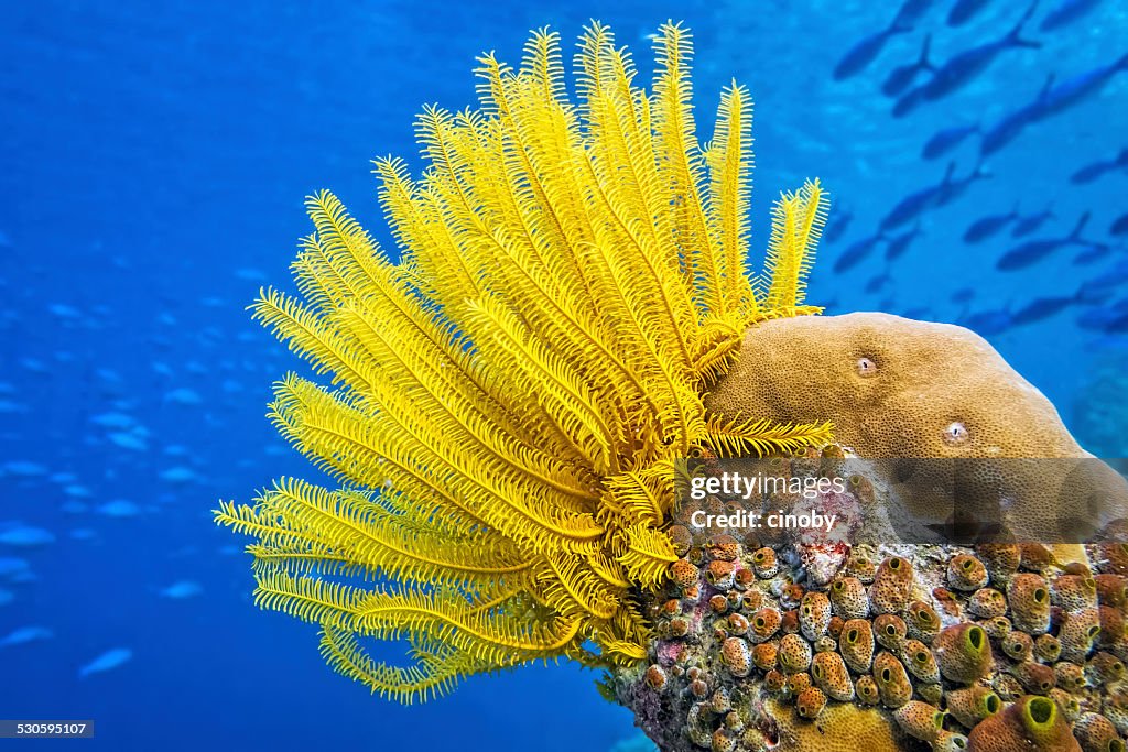 Yellow Feather star ( Crinoid ) - Sea lily