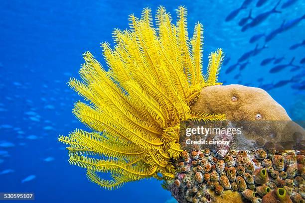 yellow feather star ( crinoid ) - sea lily - coral cnidarian 個照片及圖片檔