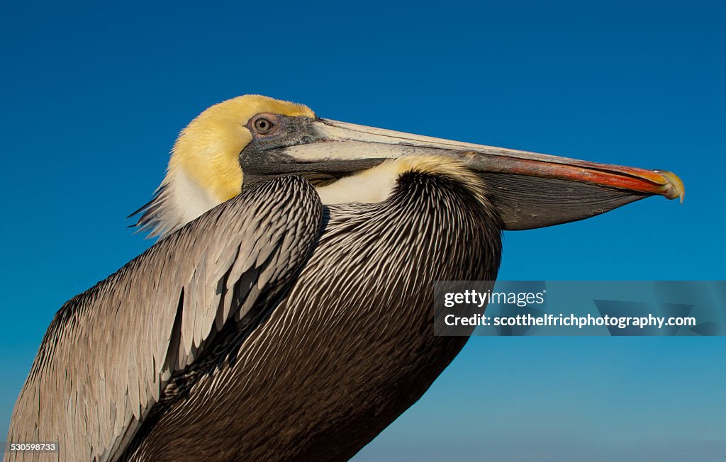 Brown Pelican