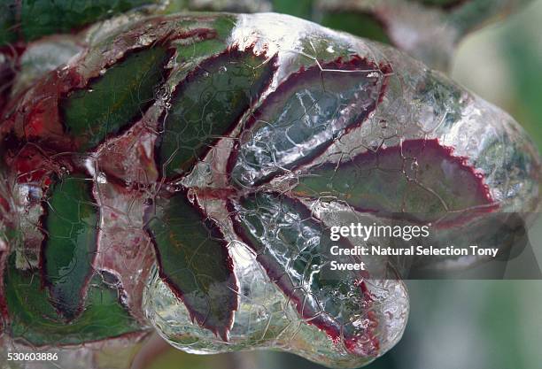 Encasing 240 Encasing Stock Photos, High-Res Pictures, and Images - Getty Images