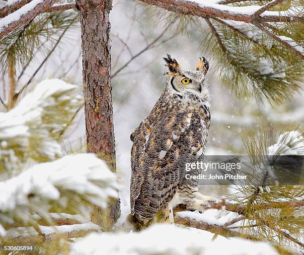 great horned owl in tree - great horned owl stock pictures, royalty-free photos & images