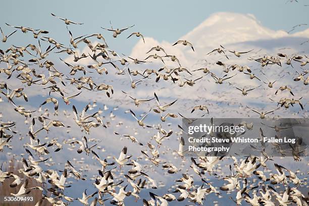 flock of snow geese and mountain - schneegans stock-fotos und bilder